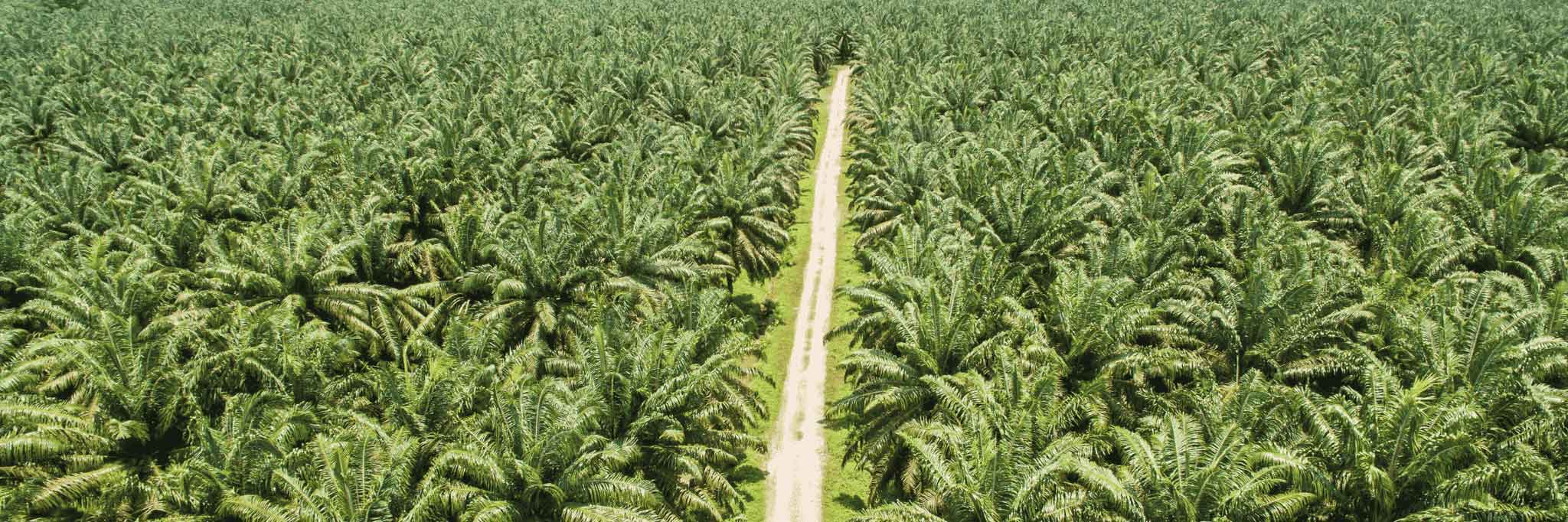 Market Update: GHG Protocol Launches First Global Land-Sector Emissions Standard